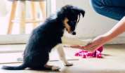 Pet care industry: A sunrise sector as result of growing disposable income and people embracing pet parenting